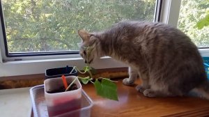 кошка ест рассаду огурцов