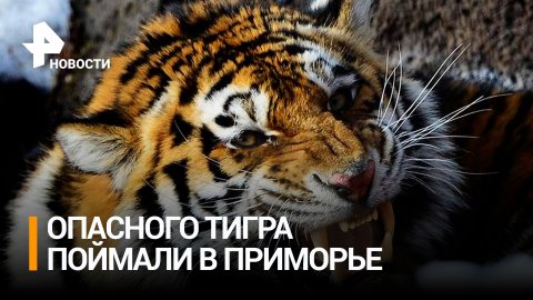 Нападавшего на домашних животных тигра-убийцу поймали в Приморье / РЕН Новости