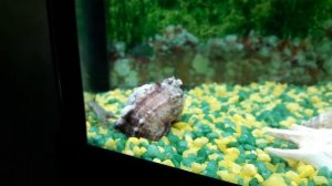 Милые Карликовые Лягушки в аквариуме / Cute African Dwarf Frogs