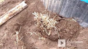 Пересадка большого куста чубушника.