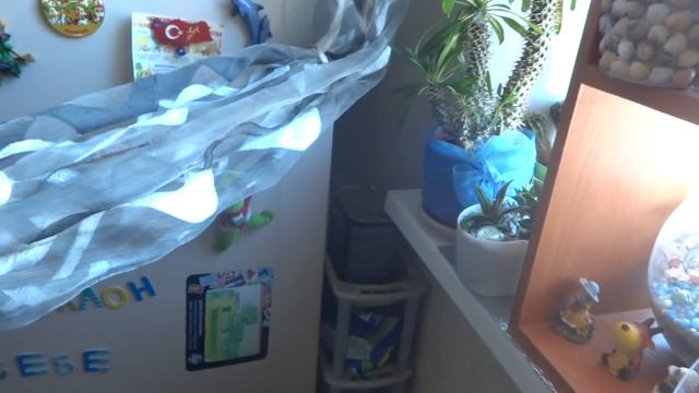 Цветы в моем доме. Обратная сторона моей домашней оранжереи. Где храню я нужный хлам. смотреть онлайн