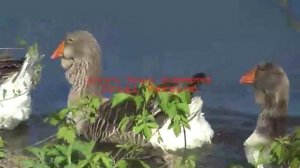 тулузские гуси в орле