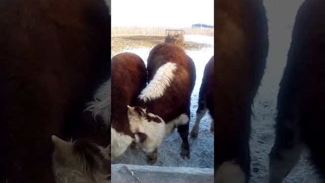 Казахская белоголовая порода