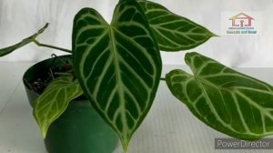 9 Most Popular Species of Anthurium