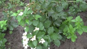 Ремонтантная ежевика Рубен