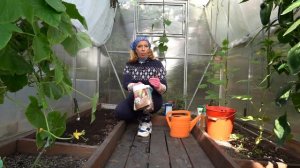 Чем помыть теплицу? Как заправить грядки под томаты?