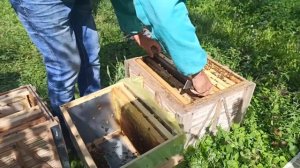 Отводок пчел для приема матки Бакфаст