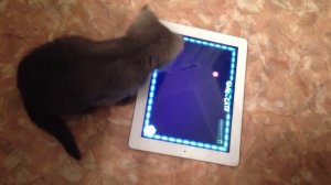 Кошка и iPad 4