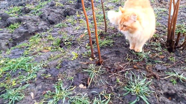 Славянск. 13 февраля 2024г. Тёплое утро. Тюльпаны! смотреть онлайн