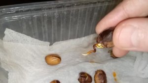 Семена иранской фисташки Фандоги. 2 день после стратификации | Small Gardens