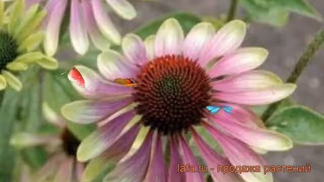 Эхинацея пурпурная Пинк Пэшн (echinacea Purpurea) ? обзор: как сажать, рассада эхинацеи Пинк Пэшн