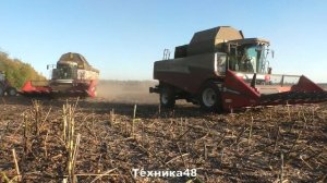 Трактор МТЗ-1523 дискует проезды после подсолнухов. С Новым Годом всех вас!!!