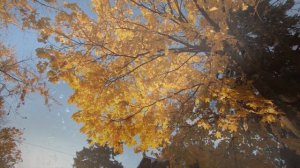 Осенний сон Александра Дальченко