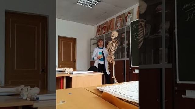 Анатомия, урок 2. Синдесмология ч3