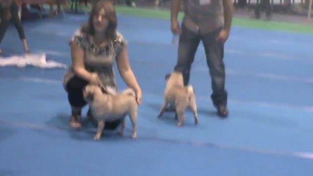 Грэта на выставке ! 1.2 Мопс. Pug.Toy Group смотреть онлайн