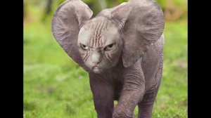 Me ouça com atenção!