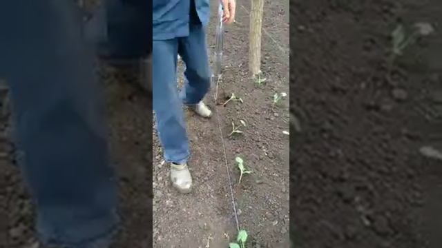 Кабачки в теплице,посадка. смотреть онлайн