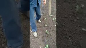 Кабачки в теплице,посадка.