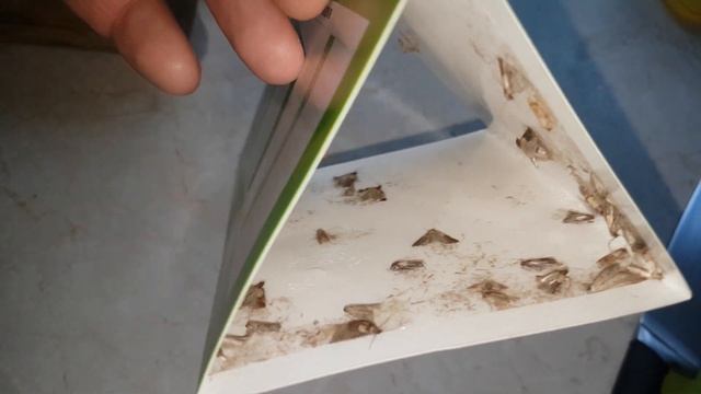 Результат действия феромонной ловушки от моли (огневки) Moth trap смотреть онлайн