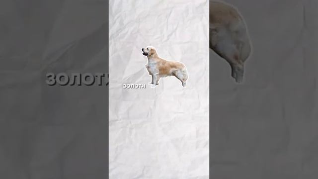 Гипотериоз у собак ｜ часть 2