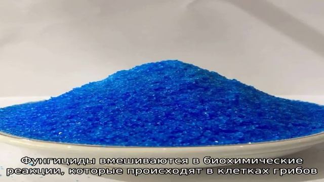 Почему появляются красные пятна на листьях смородины и как с ними бороться смотреть онлайн