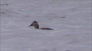 2 мая 2023, Великий Новгород, Красноголовый Нырок, самка