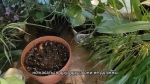 Как вырастить ирисы, нарциссы или тюльпаны дома. Выгонка луковичных ирисов в домашних условиях.