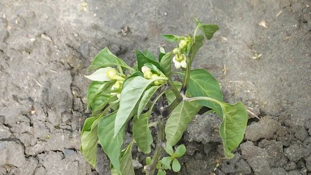 БОЛЕЗНИ РАССАДЫ ПЕРЦА. ВЕРТИЦИЛЕЗНОЕ УВЯДАНИЕ ПЕРЦА ЧТО ДЕЛАТЬ vselennaya uvlesheniy смотреть онлайн