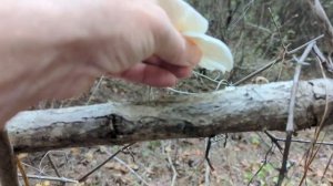 Oyster Mushroom, Fungus (Pleurotus Ostreatus) Foraging, Survival, Bushcraft, Homeschool, Homestead