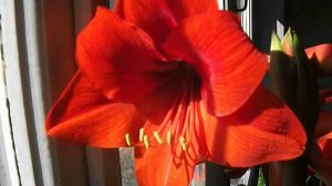 Гиппеаструм расцвел.