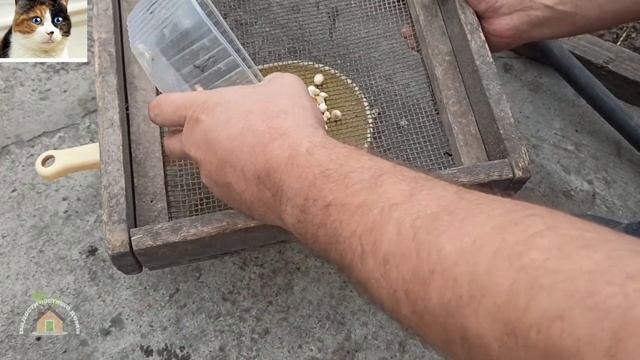 Что делать с детками гладиолусов осенью и как хранить до весны смотреть онлайн