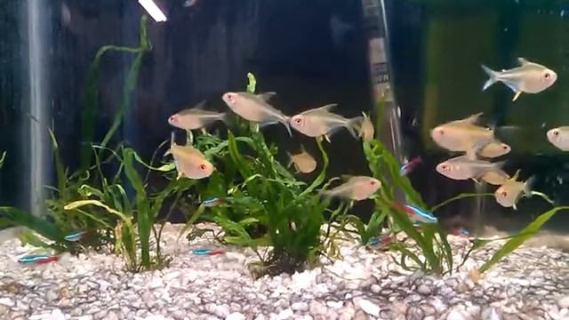 Лимонные тетры и голубые неоны смотреть онлайн