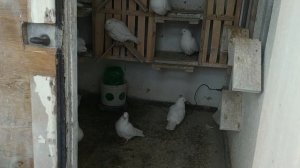 Бакинские голуби ? Как всё начиналось.