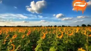 Нина Мотвиенко Квитка душа