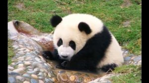 В гостях у знакомой панды (Чэнду, Китай)