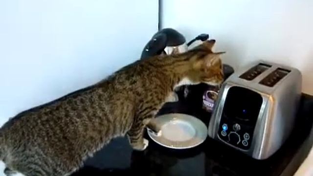 Реакция кота на тостер!)))) РЖАЧ!) смотреть онлайн