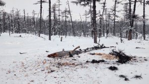 KOLYMA. СОЛО ПОХОД В 60КМ К ГОРЕ ХАСЫН. ПОСЁЛОК СТЕКОЛЬНЫЙ. МАГАДАНСКАЯ ОБЛАСТЬ.