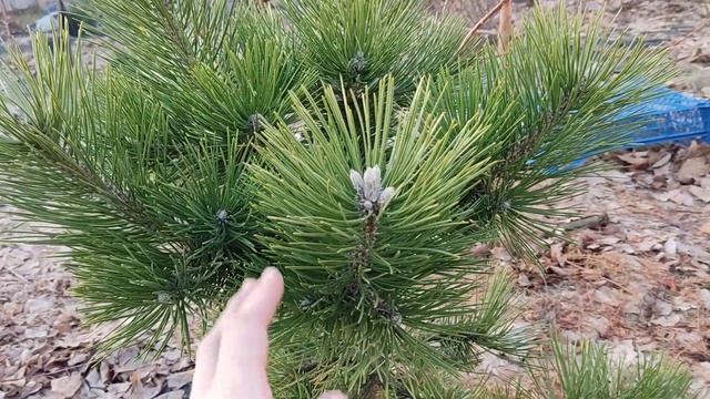 Сосна чорна Бонсай Калош. Pinus nigra 'Bonsai Kalouš' смотреть онлайн