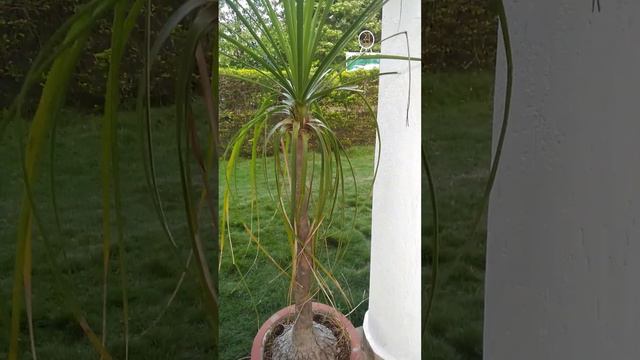 Dracaena marginata