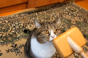 Расчесываю Британского кота.