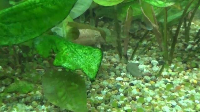 Сом Таракатум (Hoplosternum thoracatum)