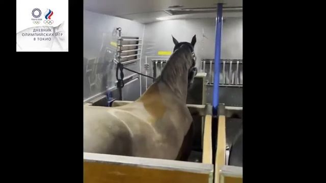 Как долетели кони в Токио? Это реально круто, посмотрите) смотреть онлайн