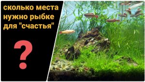 Так что там с минимальным объёмом аквариума?