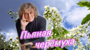 Песня "Пьяная черёмуха" сл.Сергей Каминский, муз. Александр Брылёв. исполняет Вячеслав Зотов