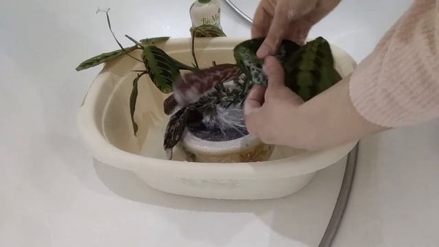 Как я мыла МАРАНТУ с моющим средством. РЕЗУЛЬТАТ смотреть онлайн