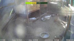 Курятник. Жизнь в курятнике. Можно покормить онлайн. Chicken coop stream. Online feed