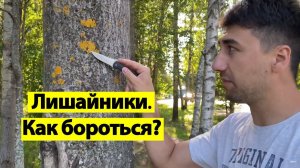 Лишайники, как с ними бороться.