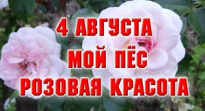 4 августа. Мой пес отвечает на вопрос. Красота цветущих роз.mp4