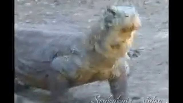 Что кушает на обед комодский варан.wmv смотреть онлайн