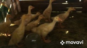 Последние гусята этого сезона/Выгул гусят/Утки начали активный вывод/Все в мою пользу свершилось